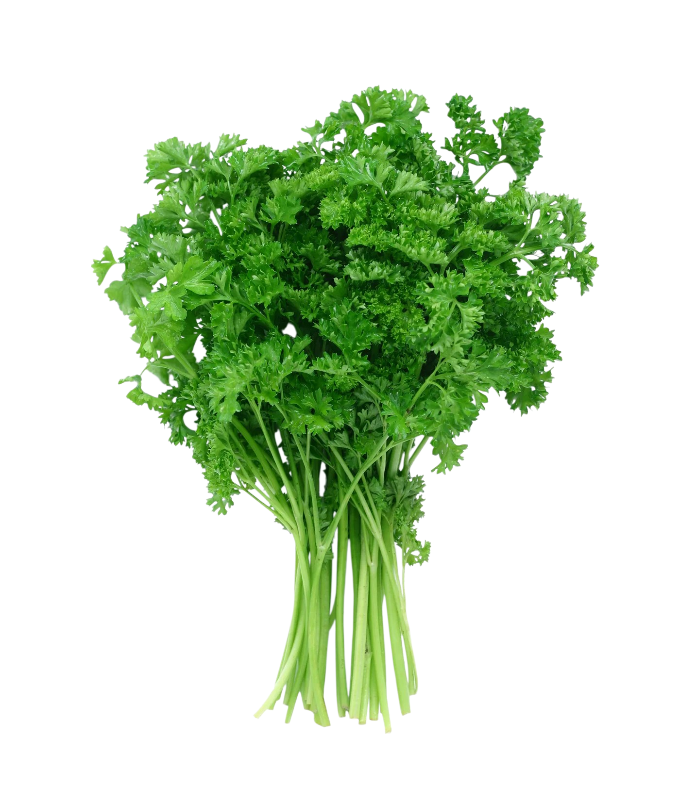 Curly Parsley 1 each